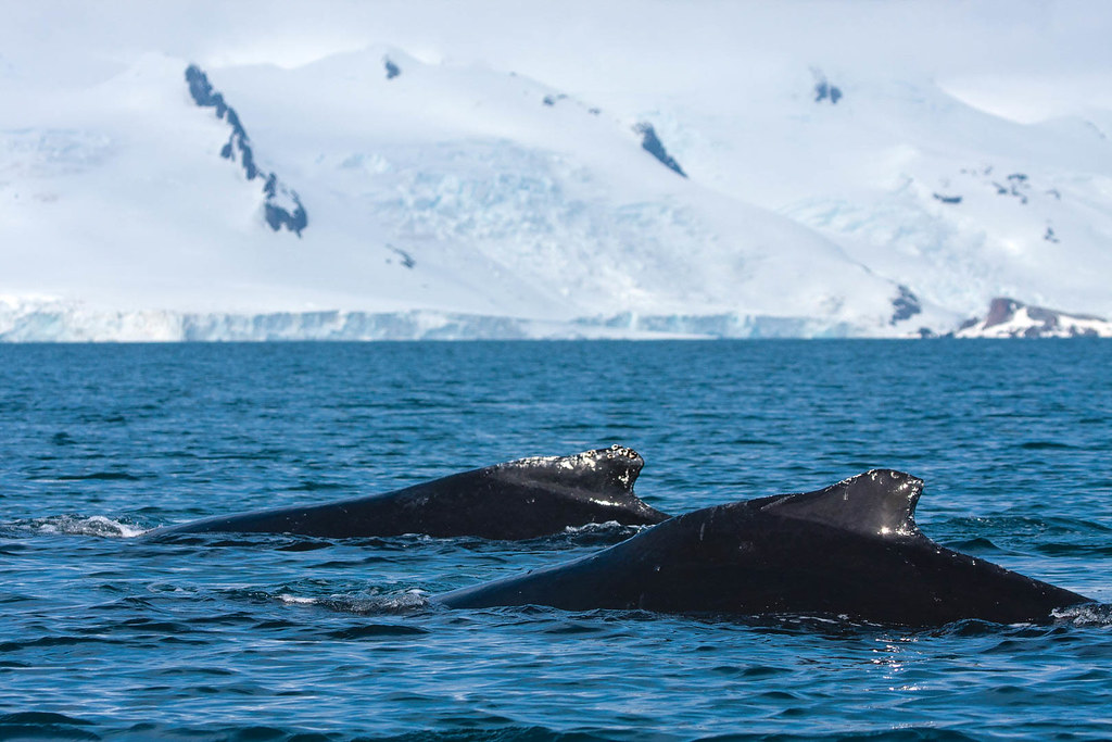 南冰洋保護區捕完最後一波 日本7月起商業捕鯨僅限自家水域