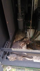 誤闖變電箱變焦屍 疑似石虎待鑑定 台電：研議加強防護