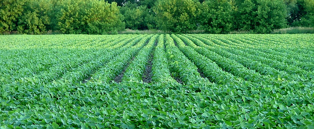 不只靠鉬、也能靠釩 科學家發現自然界固氮有「B計畫」