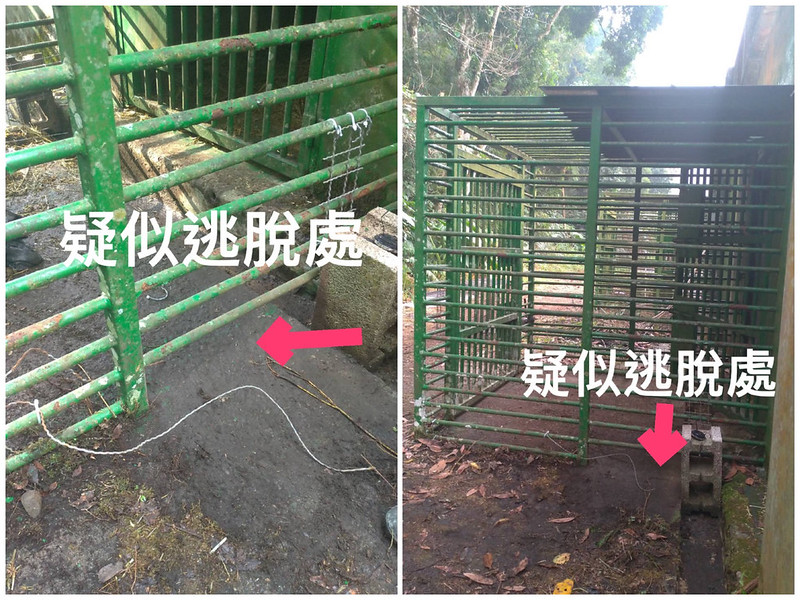 利稻小熊逃出籠舍 照養團隊監控搜尋中