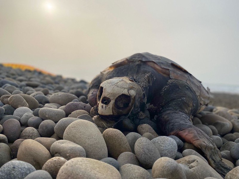 台中驚見死亡瀕危赤蠵龜 海巡交中華鯨豚協會帶回研究
