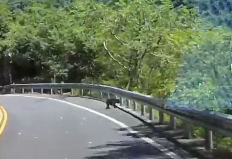 台30線南安瀑布附近又有小熊在大馬路徘徊