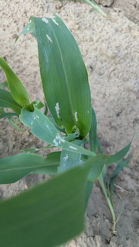 金門高粱30日出現秋行軍蟲，危害面積高達120公頃