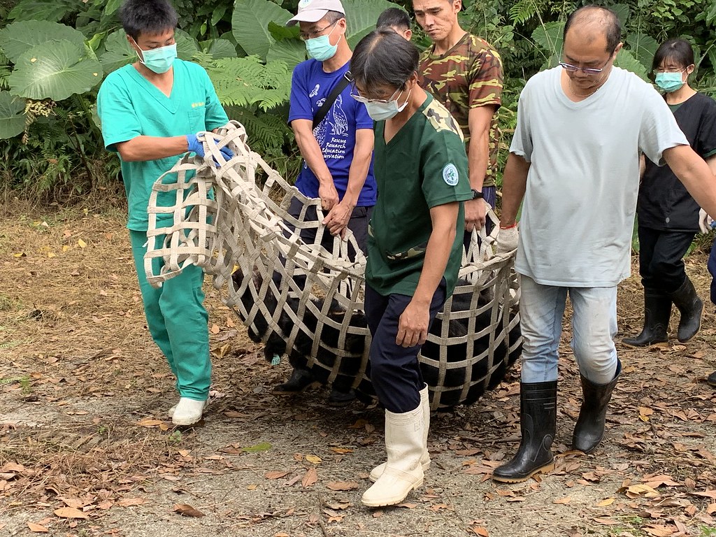 東卯山台灣黑熊 約再照養3週傷口痊癒後才可野放