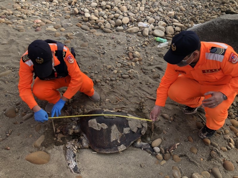 苗栗岸際首見瀕危欖蠵龜 死亡腐敗就地掩埋