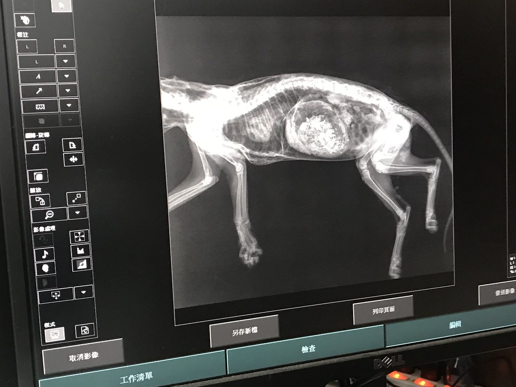 苗140線今年首起路殺 四月大石虎喪命