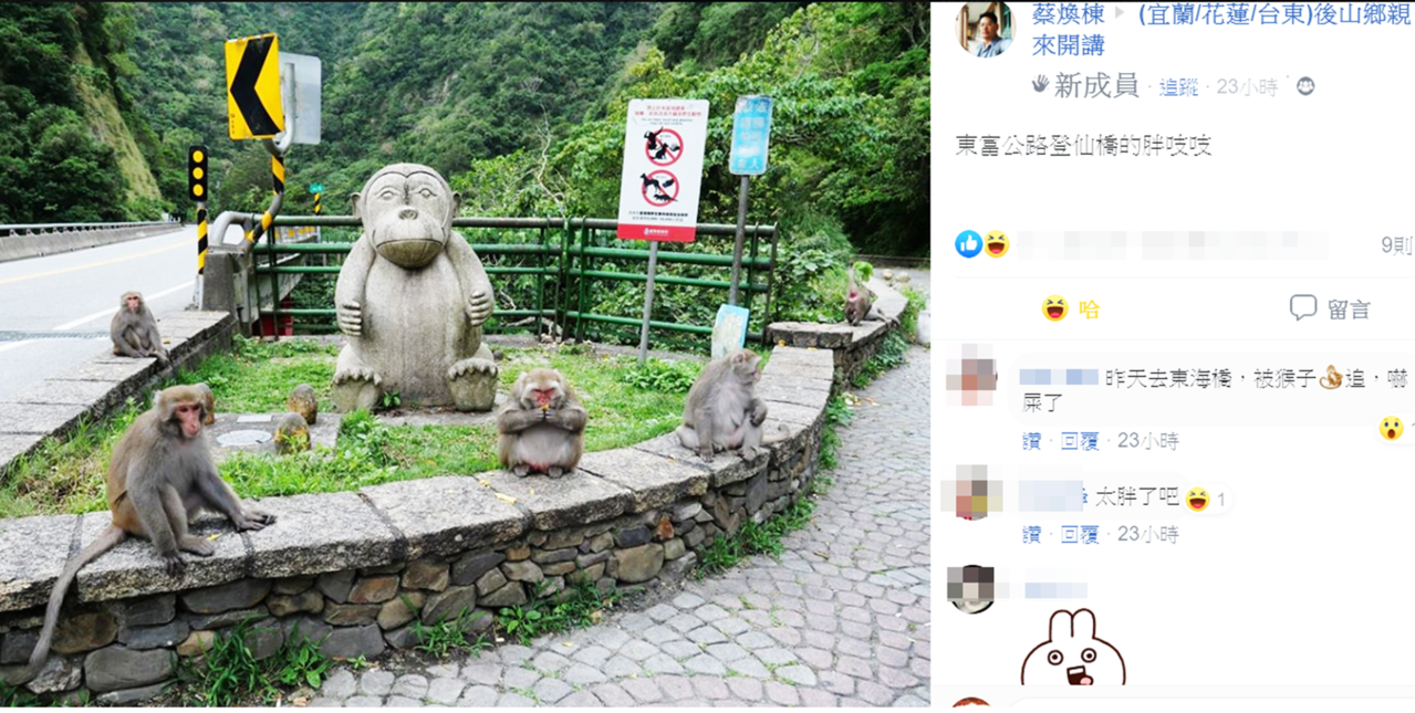 不要再餵了 台東登仙橋出現「胖獼猴」